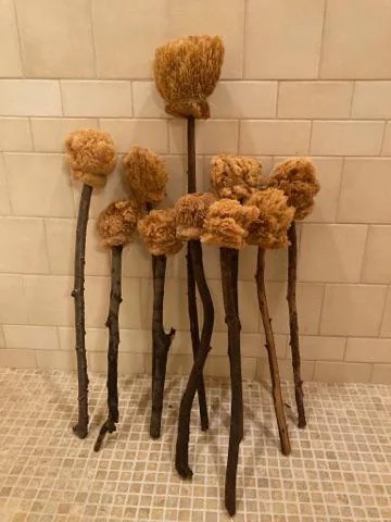 Antik Roma tuvalet süngeri Xylospongium, Tersorium temizlik aracı.