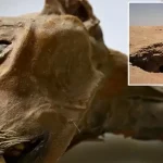 Suudi Arabistan Mağaralarında Şok Keşif: 7 Adet “Doğal Mumyalanmış” Çita Bulundu!