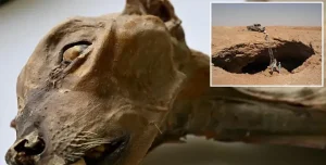 Suudi Arabistan Mağaralarında Şok Keşif: 7 Adet “Doğal Mumyalanmış” Çita Bulundu!