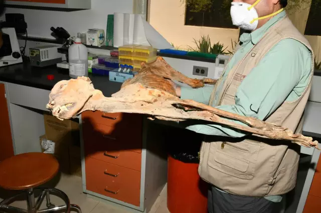 Suudi Arabistan Da Bir Magarada 7 Mumyalanmis